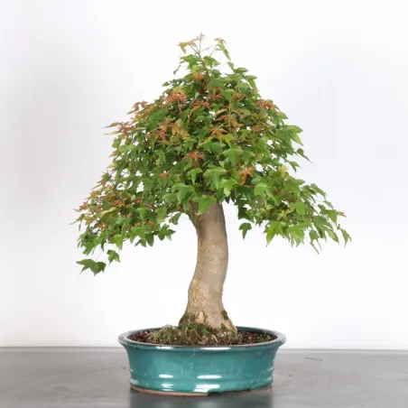image supplémentaire - MAPLE "ACER BUERGERIANUM" 4-4