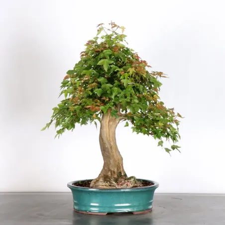 Bonsai Erable Burger AB-4-4
