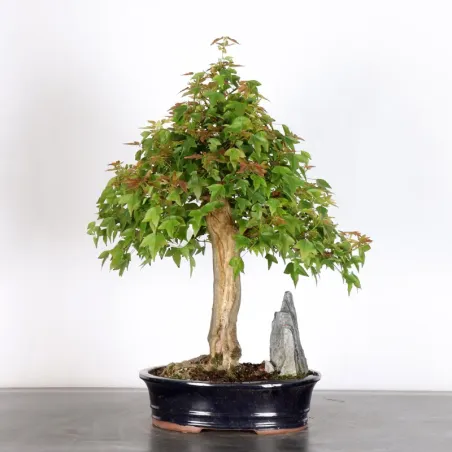 Bonsai Erable Burger AB-3-6