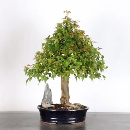 image supplémentaire - MAPLE WITH ROCK "ACER...
