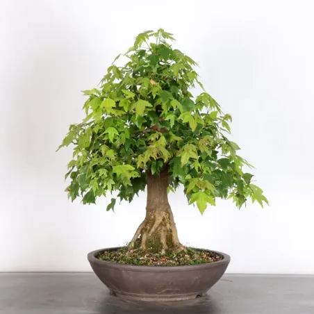 image supplémentaire - MAPLE "ACER BUERGERIANUM" 3-11
