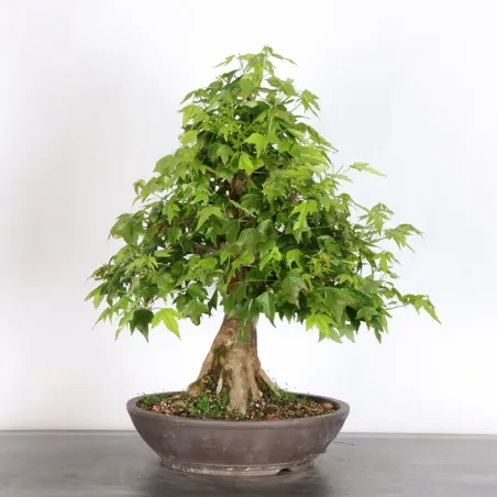 Bonsai Erable Burger AB-3-11
