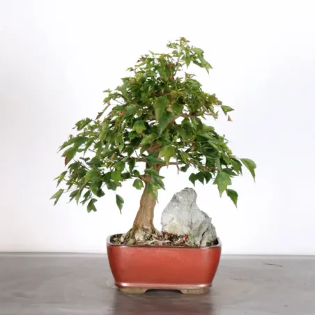 Bonsai Erable Burger AB-2-10