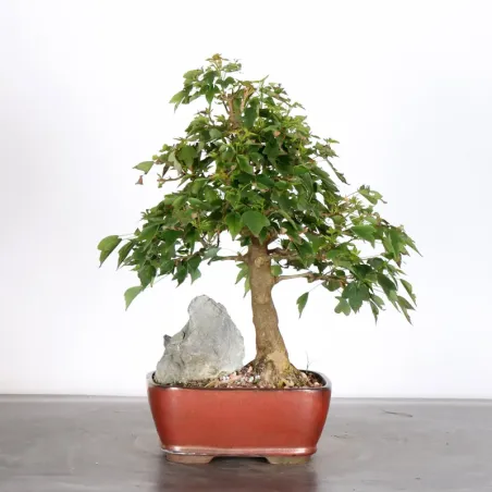 image supplémentaire - Érable "ACER BUERGERIANUM"...