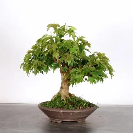 image supplémentaire - Maple "ACER BUERGERIANUM" 1-7