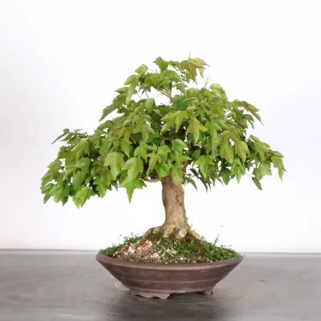 Bonsai Erable Burger AB-1-7
