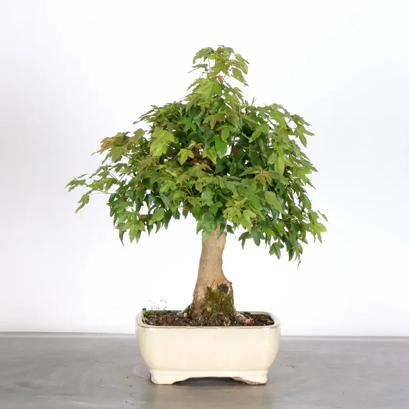 Bonsai Erable Burger AB-2-15
