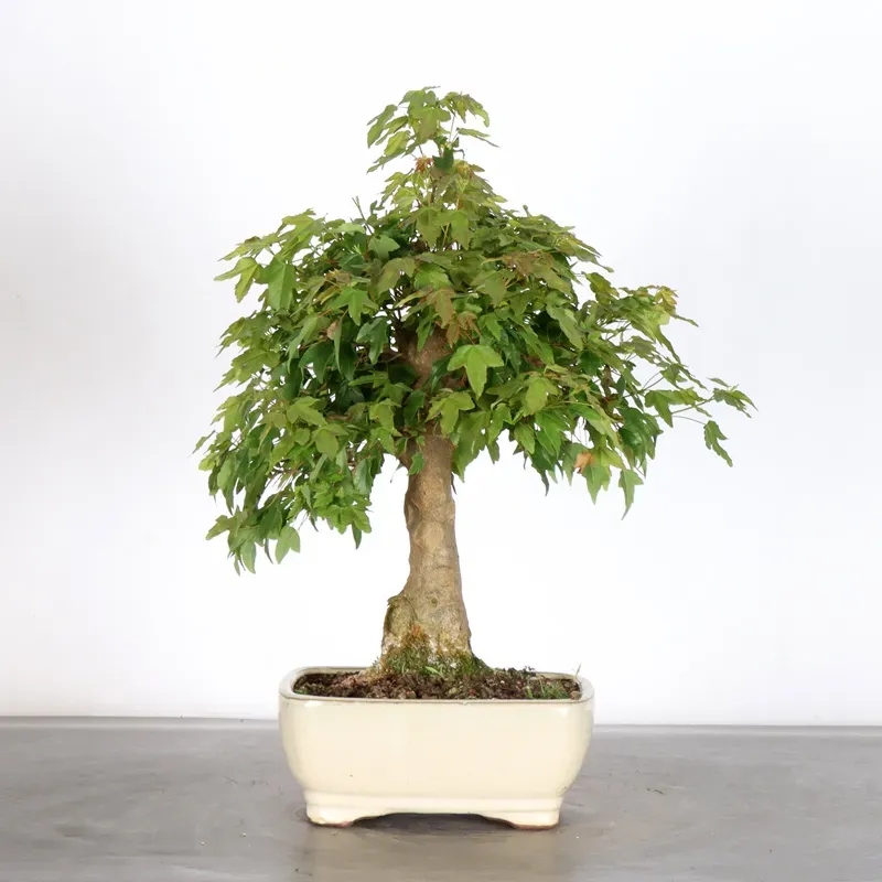 image supplémentaire - Érable "ACER BUERGERIANUM"...