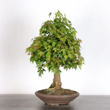 image supplémentaire - Érable "ACER BUERGERIANUM"...