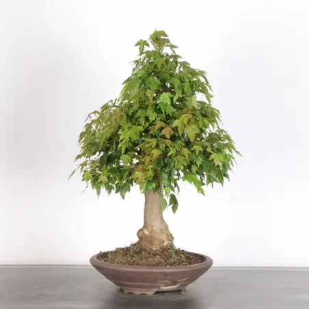 Bonsai Maple Burger AB-3-17