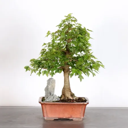 Bonsai Erable Burger AB-2-21