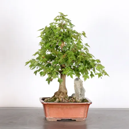 image supplémentaire - Érable "ACER BUERGERIANUM"...