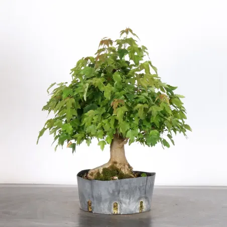 Érable "acer buergérianum" 4-11