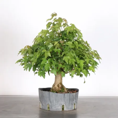 image supplémentaire - Érable "acer buergérianum"...