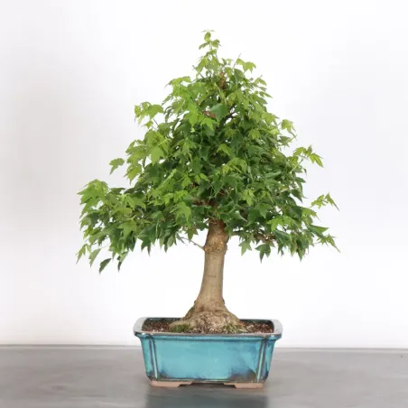 MAPLE "ACER BUERGERIANUM" 2-13