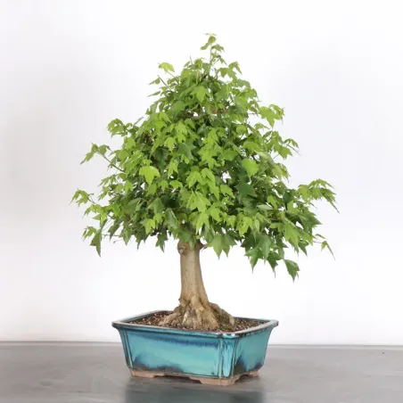 image supplémentaire - MAPLE "ACER BUERGERIANUM" 2-13