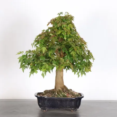image supplémentaire - MAPLE "ACER BUERGERIANUM" 3-5
