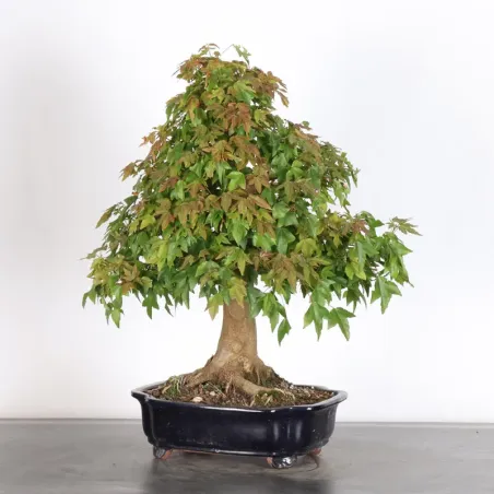 Bonsai Erable Burger AB-3-5