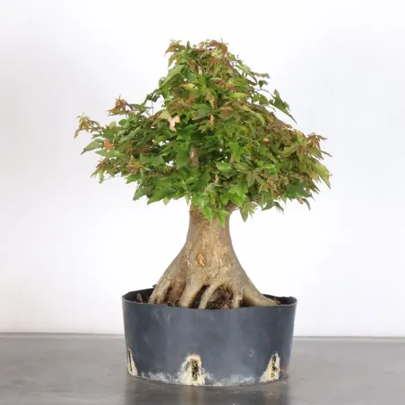 image supplémentaire - maple "acer buergerianum" 3-24