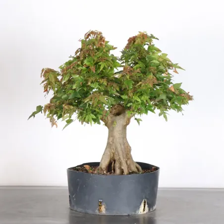 érable "acer buergérianum" 3-24