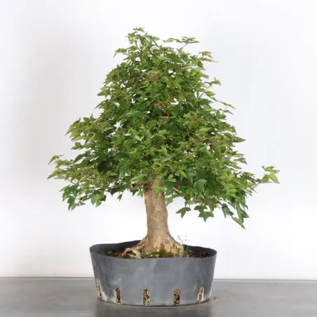 image supplémentaire - MAPLE "ACER BUERGERIANUM" 3-2