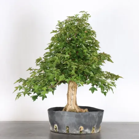 Bonsai Erable Burger AB-3-2