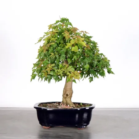 Bonsai Erable Burger AB-1-3