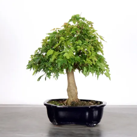 image supplémentaire - Érable "ACER BUERGERIANUM" 1-3