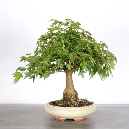 Maple "ACER BUERGERIANUM" 1-21