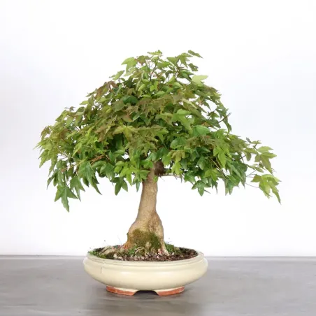 image supplémentaire - Érable "ACER BUERGERIANUM"...