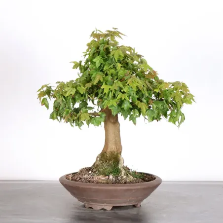 image supplémentaire - Érable "ACER BUERGERIANUM"...