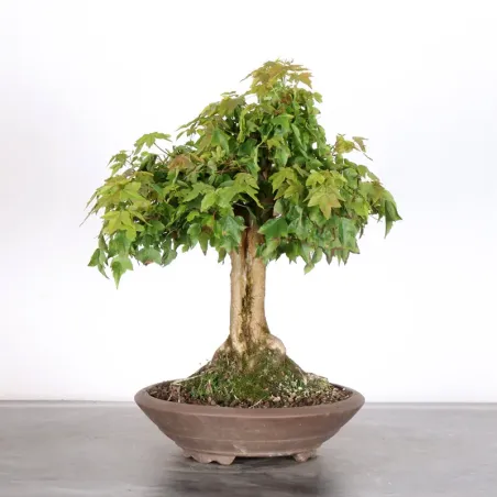 Bonsai Erable Burger AB-2-12