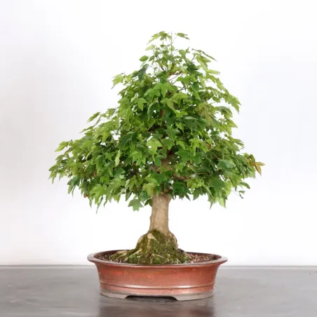 MAPLE "ACER BUERGERIANUM" 2-22