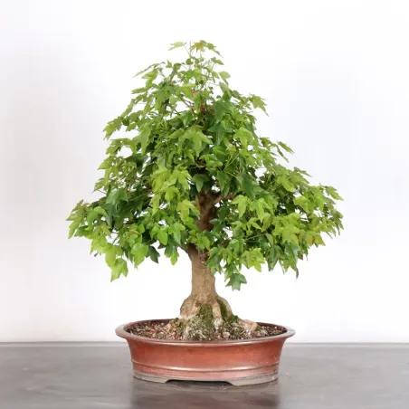 image supplémentaire - Érable "ACER BUERGERIANUM"...