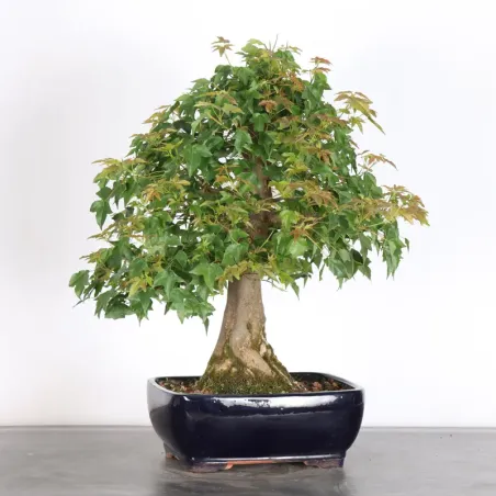 image supplémentaire - Maple "ACER BUERGÉRIANUM" 3-1