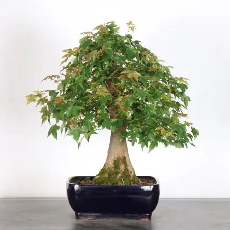 Bonsai Maple Burger AB-3-1