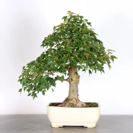 MAPLE "ACER BUERGERIANUM" 3-20