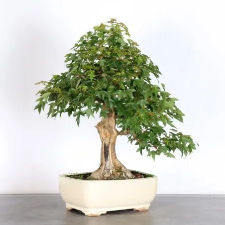 image supplémentaire - MAPLE "ACER BUERGERIANUM" 3-20