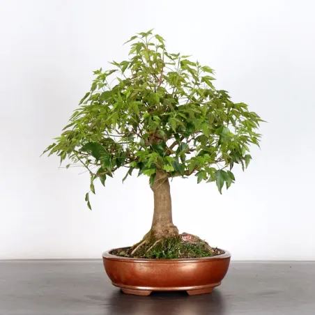 image supplémentaire - Maple "ACER BUERGERIANUM" 1-9
