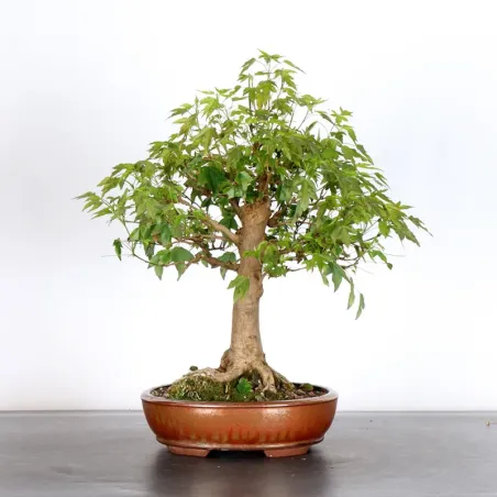 Bonsai Erable Burger AB-1-9
