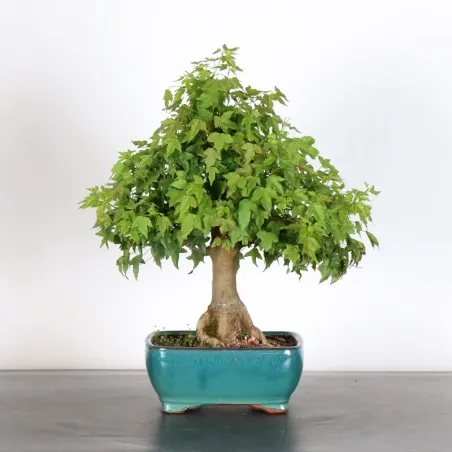 Bonsai Erable Burger AB-1-12