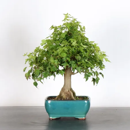 image supplémentaire - Érable "ACER BUERGERIANUM"...