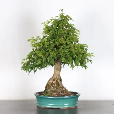 Érable "ACER BUERGÉRIANUM" 3-19
