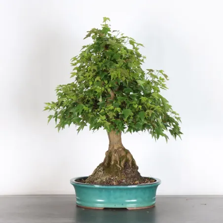 image supplémentaire - Maple "ACER BUERGÉRIANUM" 3-19