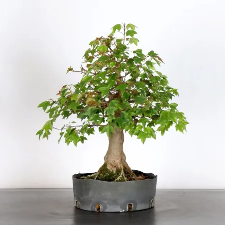 Bonsai Erable Burger AB-1-7
