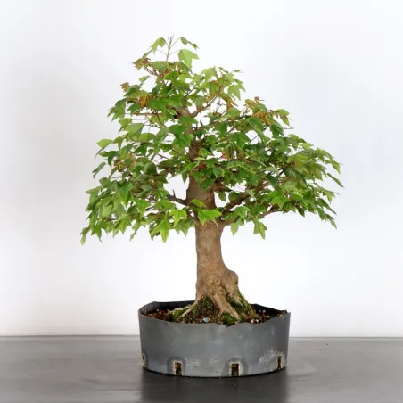 image supplémentaire - Maple "ACER BUERGERIANUM" 1-17