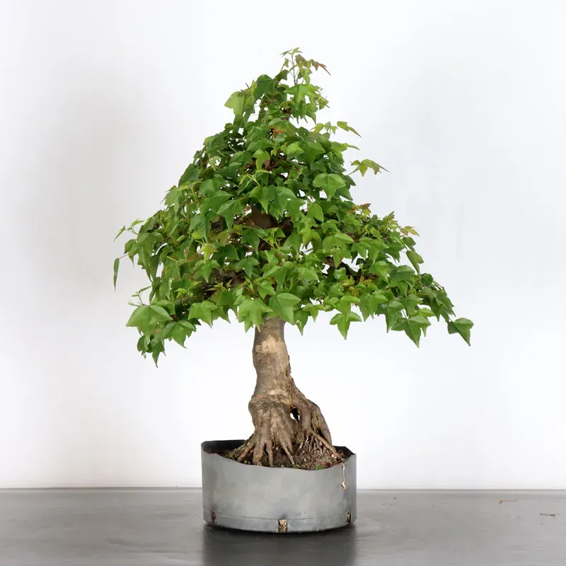 Bonsai Erable Burger AB-4-9