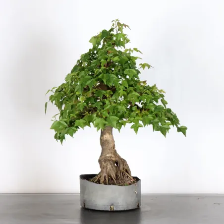 Bonsai Erable Burger AB-4-9