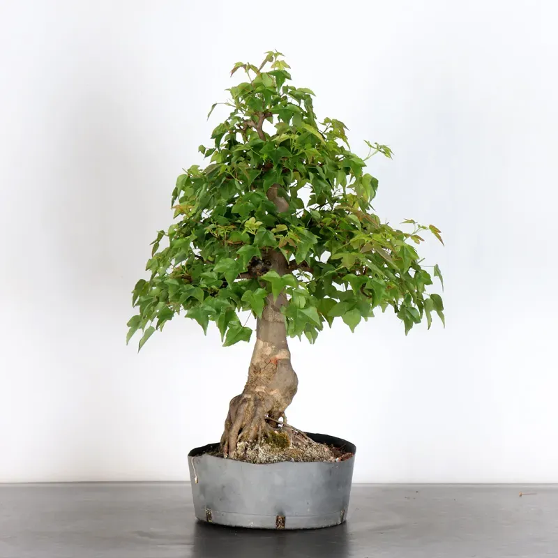image supplémentaire - érable "acer buergérianum" 4-9