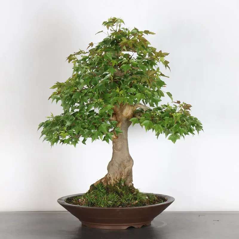 image supplémentaire - Maple "ACER BUERGERIANUM" 2-8